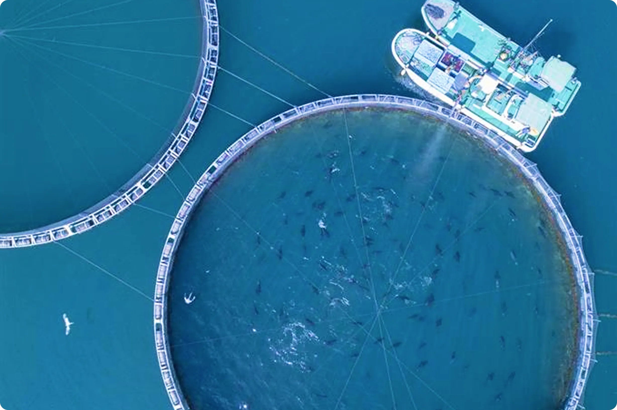 養殖・水産業のモニタリング